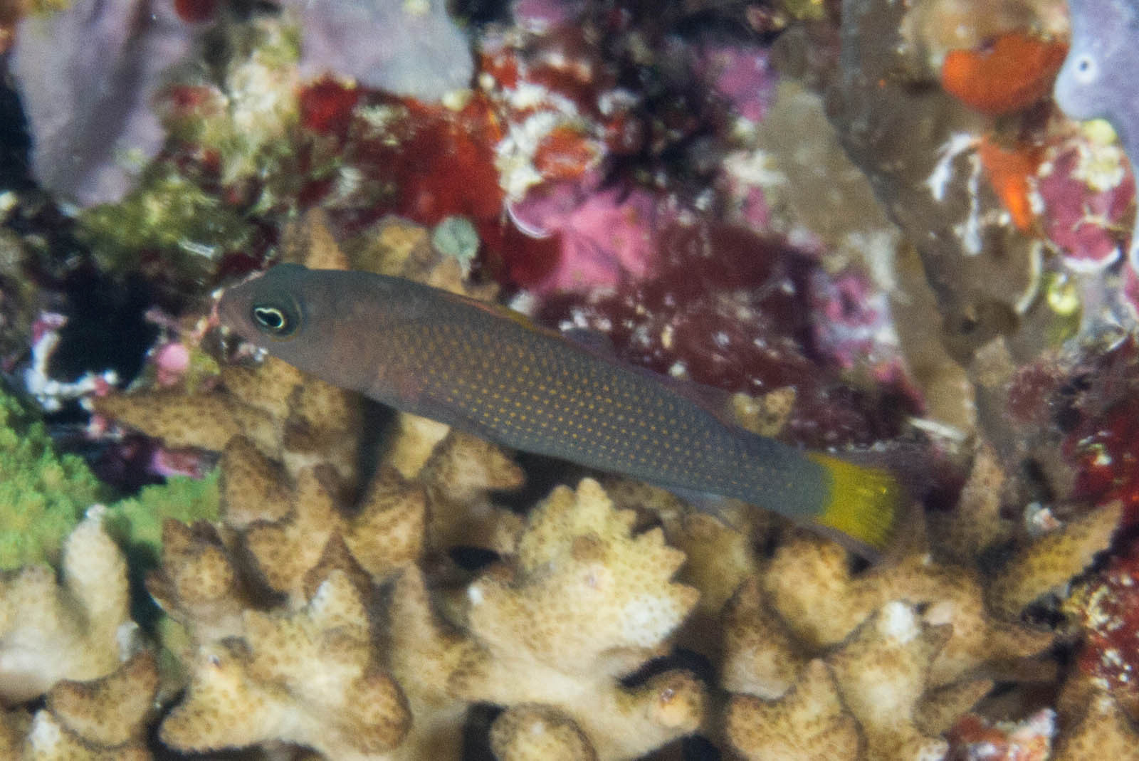 Marshallensis Pseudochromis