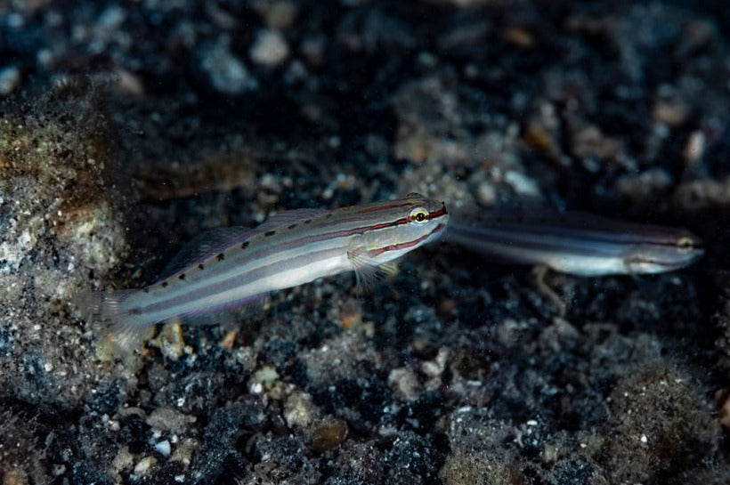 Nocturnal Goby