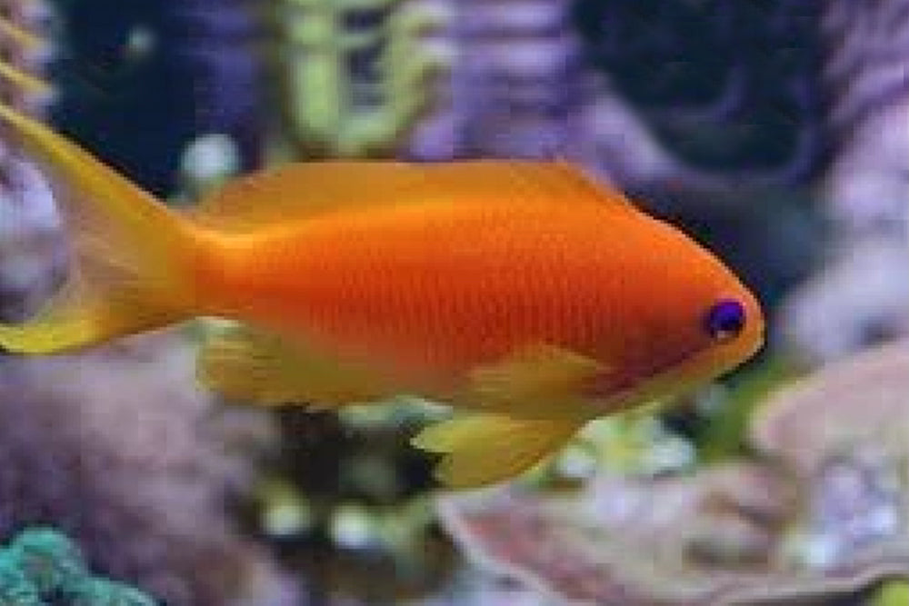 Orange (Blue Eye) Anthias: Female