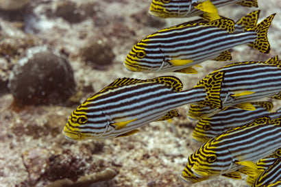 Sweetlips – Sea Dwelling Creatures