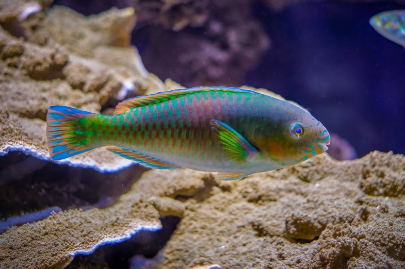 Quoy's Parrotfish