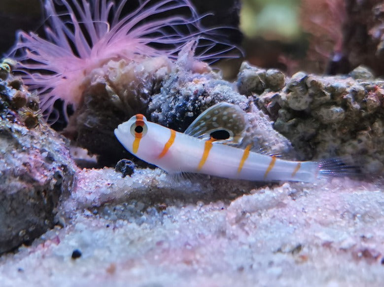 Randall's Goby
