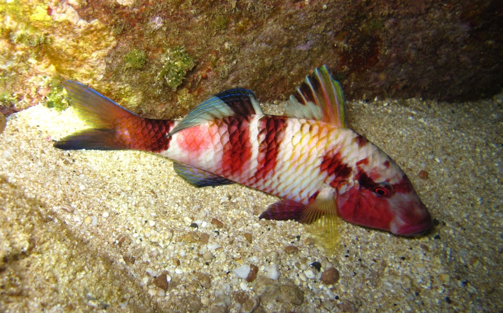 Red Goatfish