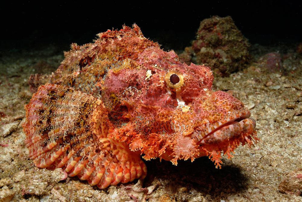 Scorpion Fish Rhin Red Head Scorpion Fish – Sea Dwelling Creatures