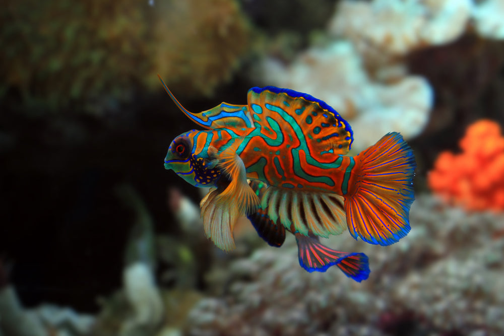 most beautiful sea creatures in the world - Mandarin Goby
