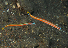 Red Stripe Worm Goby