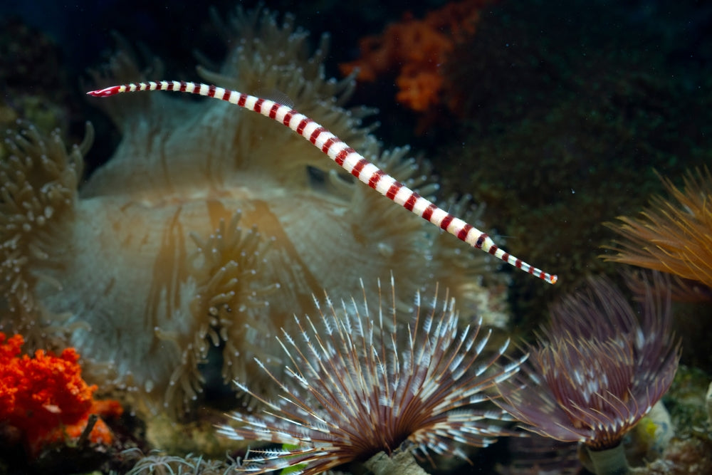Red Banded Pipefish