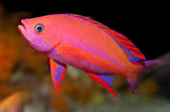 Resplendent Anthias: Male