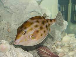 Robust Boxfish: Male