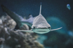 Smooth Hound Shark: Grey