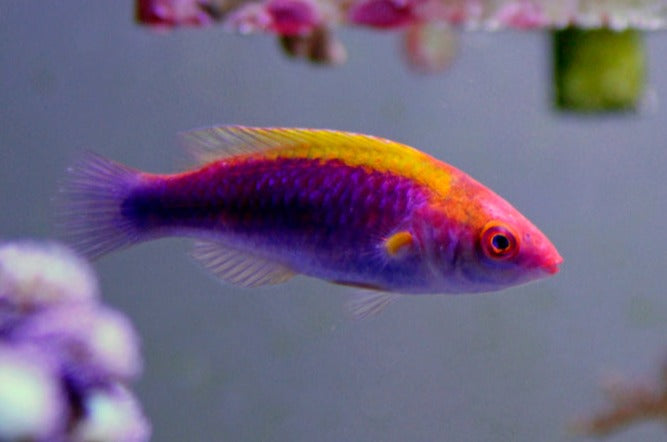Tricolor Fairy Wrasse: Male