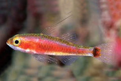 Trimma Goby
