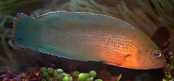 Vampire Pseudochromis: Female
