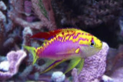 Ventralis anthias clearance care