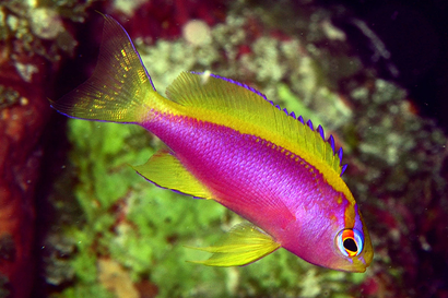 Ventralis anthias outlet care