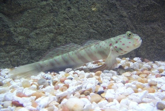 Pink & Blue Spot Watchman Goby