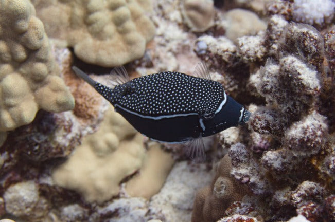 Whitley Boxfish: Male