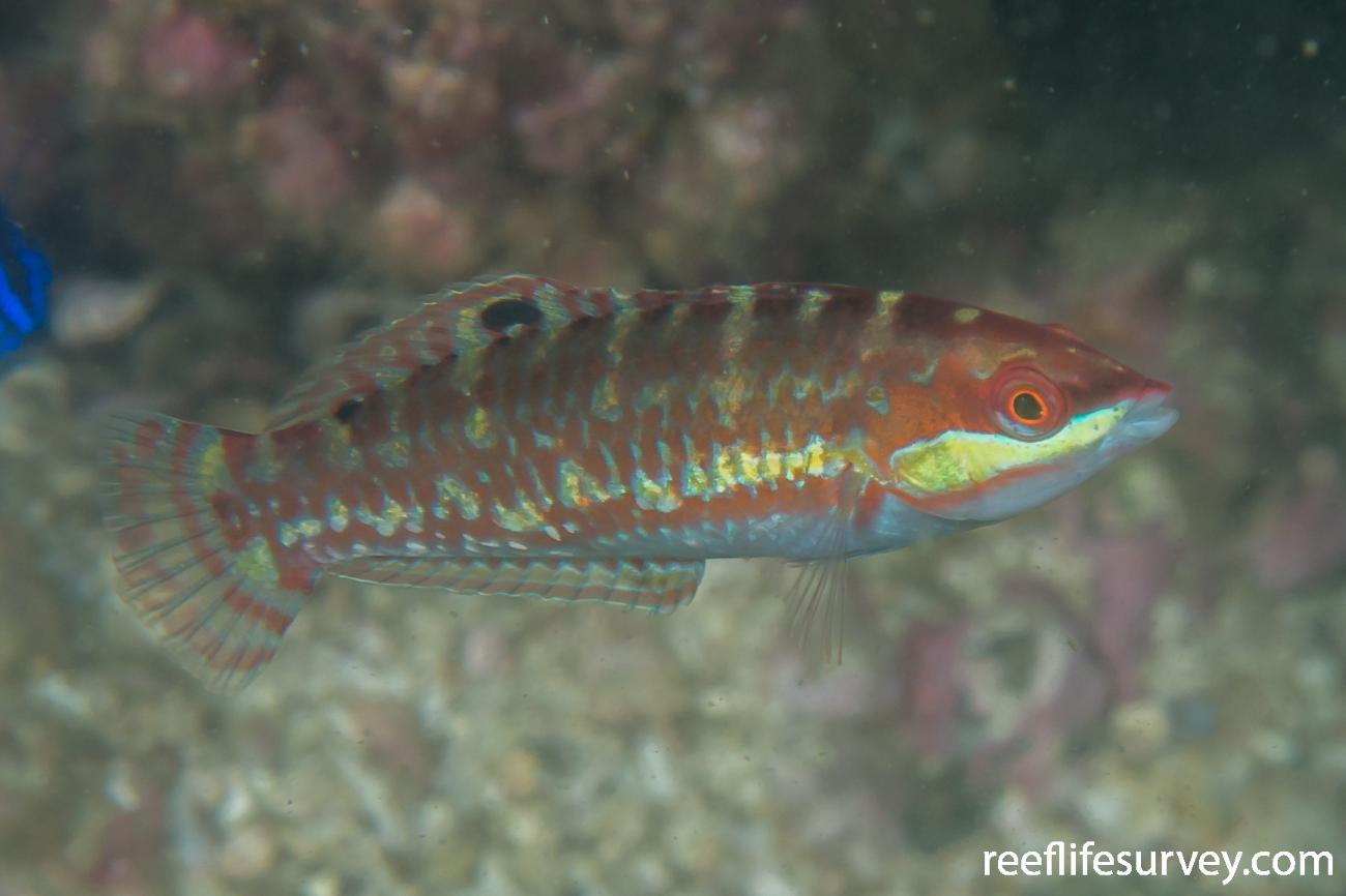 Wounded Wrasse