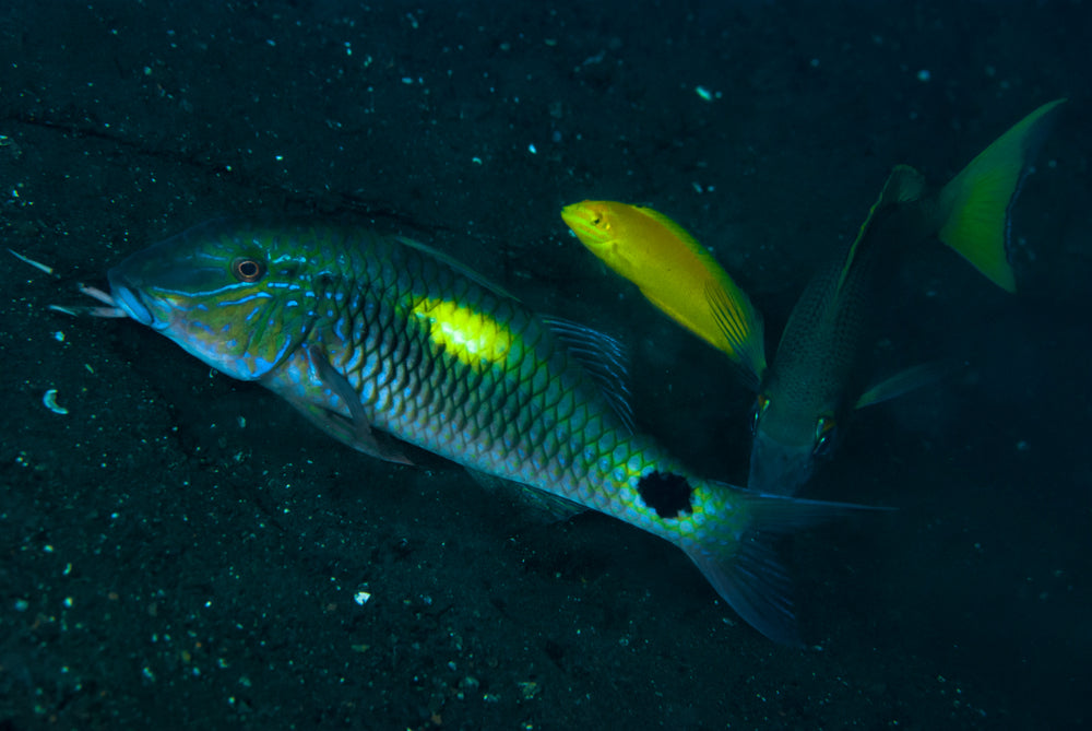 Yellow Spot Goatfish