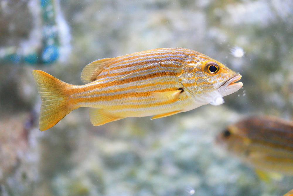 Yellow Stripe Snapper – Sea Dwelling Creatures