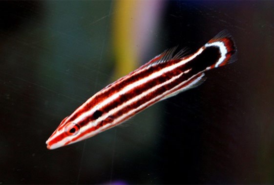 Candy Stripe Hogfish