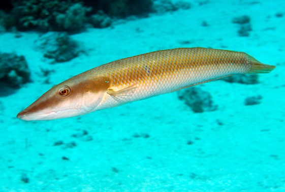 Cigar Wrasse / Tundos Isay 