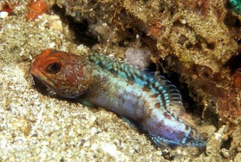 Dusky Jawfish Sea Dwelling Creatures