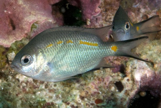 Yellow Lined Chromis
