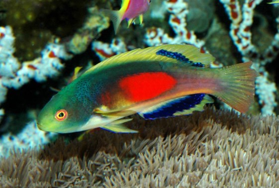 Scott's Velvet Wrasse: Male – Sea Dwelling Creatures