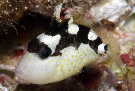Stelly Fish Stellatus (Starry) Trigger – Sea Dwelling Creatures
