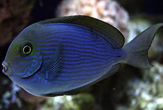 Thompson's Tang – Sea Dwelling Creatures